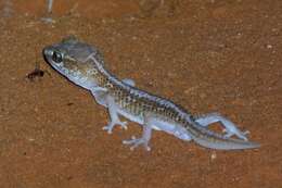 Image of Panther Gecko