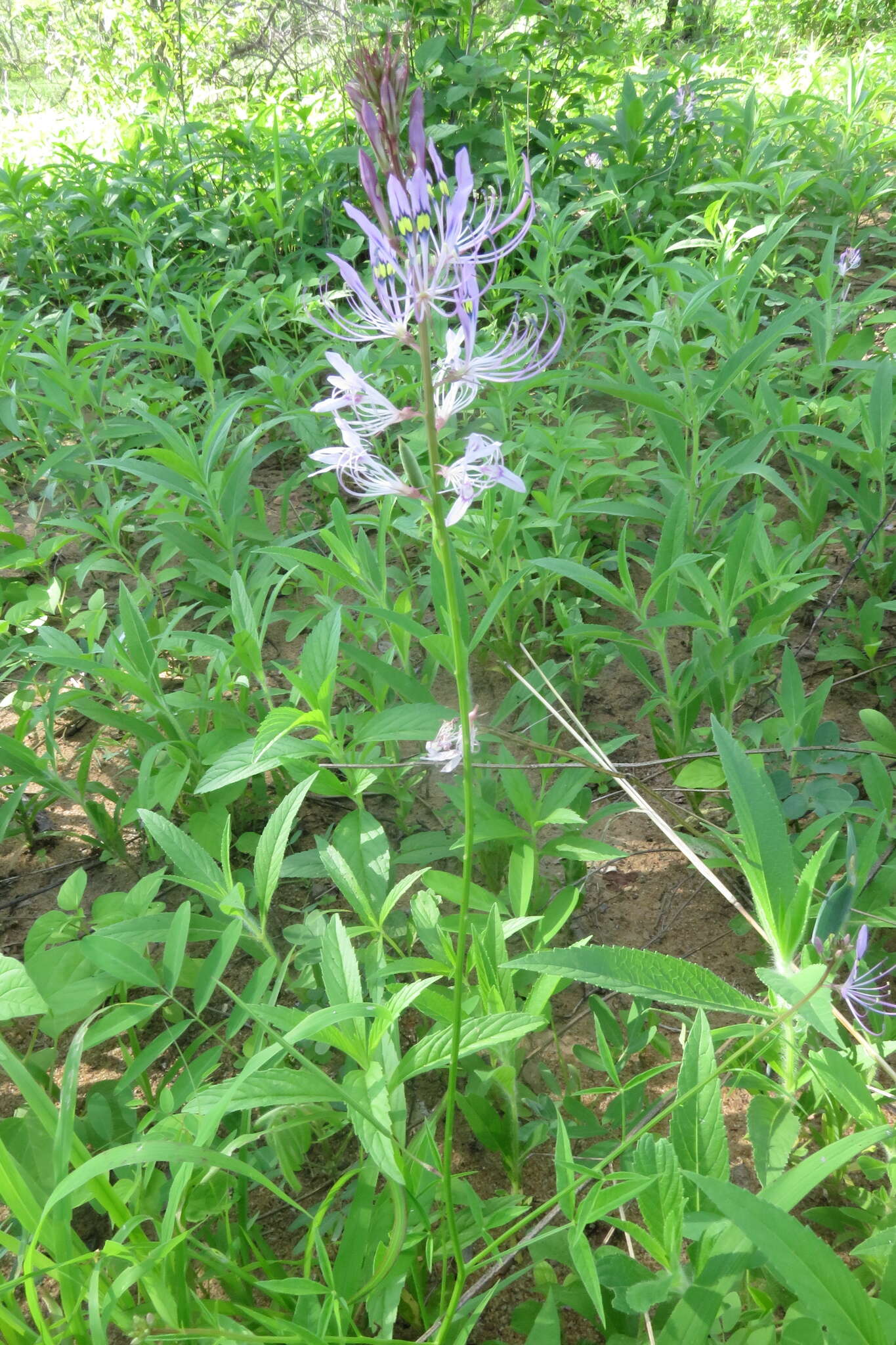 Image of Sieruela macrophylla (Klotzsch) Roalson & J. C. Hall