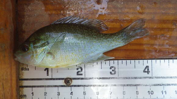 Image of Redbreast Sunfish