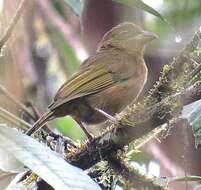 Image of Ochre-breasted Tanager