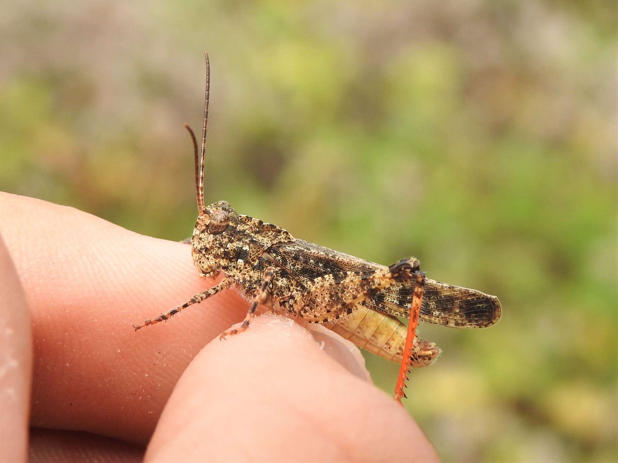 Image of Mottled Sand Grasshopper