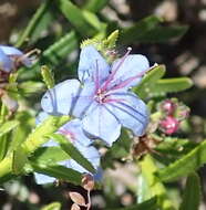 Plancia ëd Lobostemon paniculatus (Thunb.) Buek