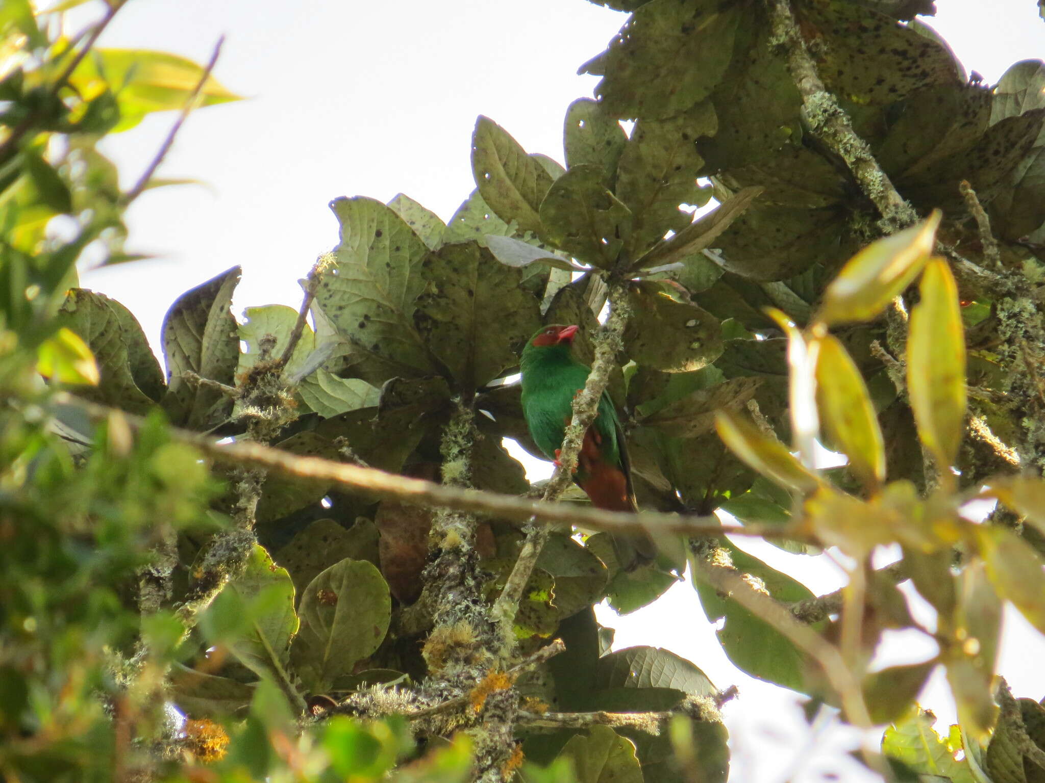 Chlorornis Reichenbach 1850的圖片