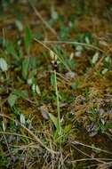 Слика од Ophrys insectifera subsp. insectifera