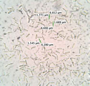 Image of Paramyrothecium roridum (Tode) L. Lombard & Crous 2016