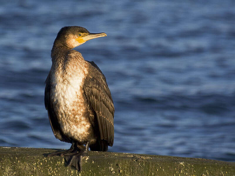 Image of Black Shag