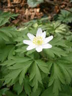 Imagem de Anemone nemorosa L.