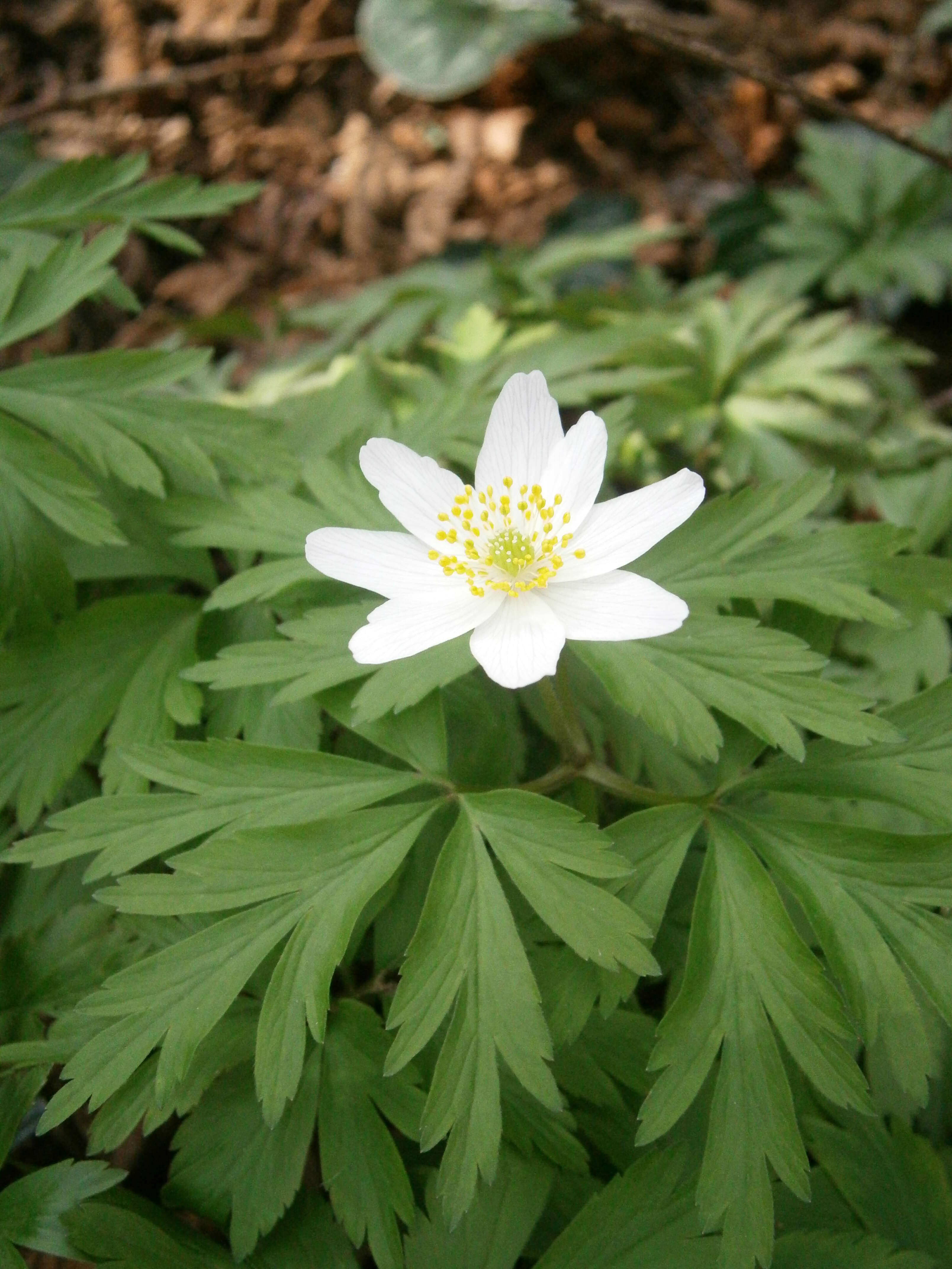 Imagem de Anemone nemorosa L.