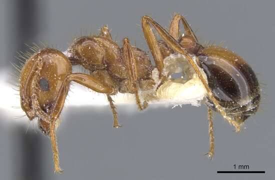 Image of Red imported fire ant