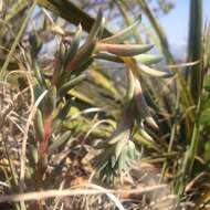 Image of Echeveria heterosepala Rose ex Britton & Rose