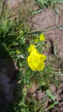 Image of Ranunculus millefolius Banks & Solander