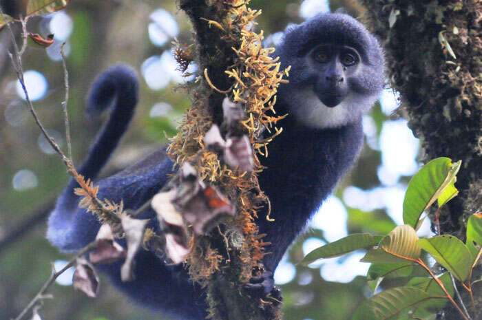 Image of Preuss's Guenon