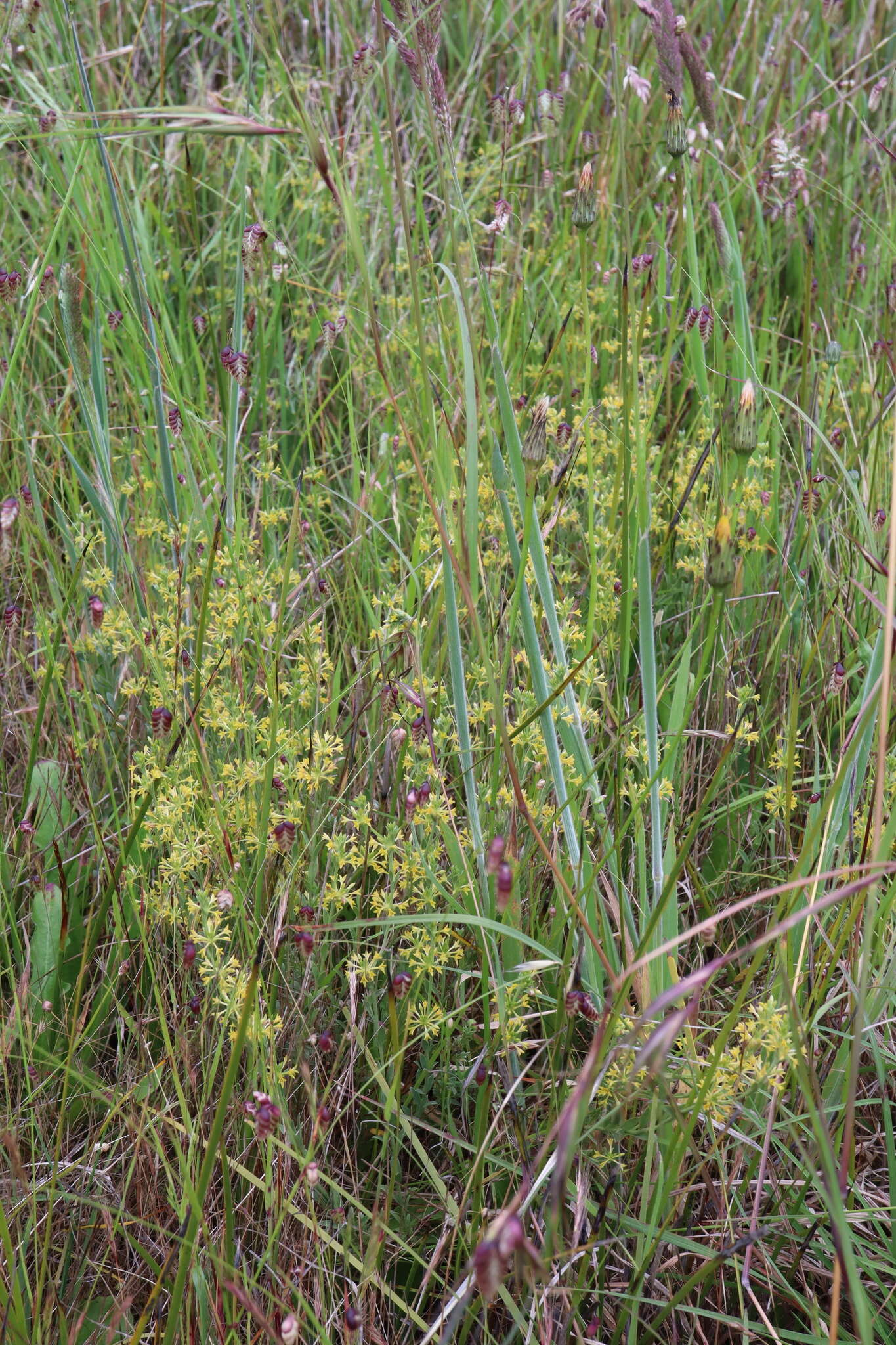 Image of Pimelea curviflora var. sericea Benth.