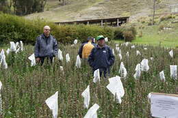 Image of quinoa