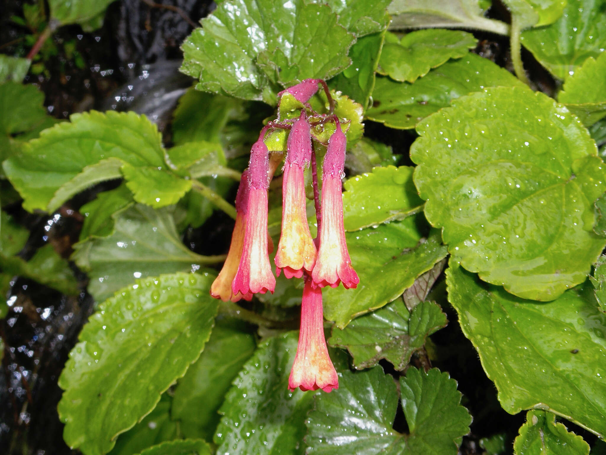 Image de Ourisia ruellioides (L. fil.) Kuntze