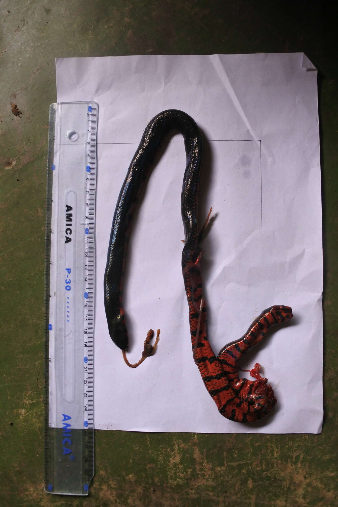 Image of Black Pipe Snake