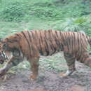 Image of South China Tiger