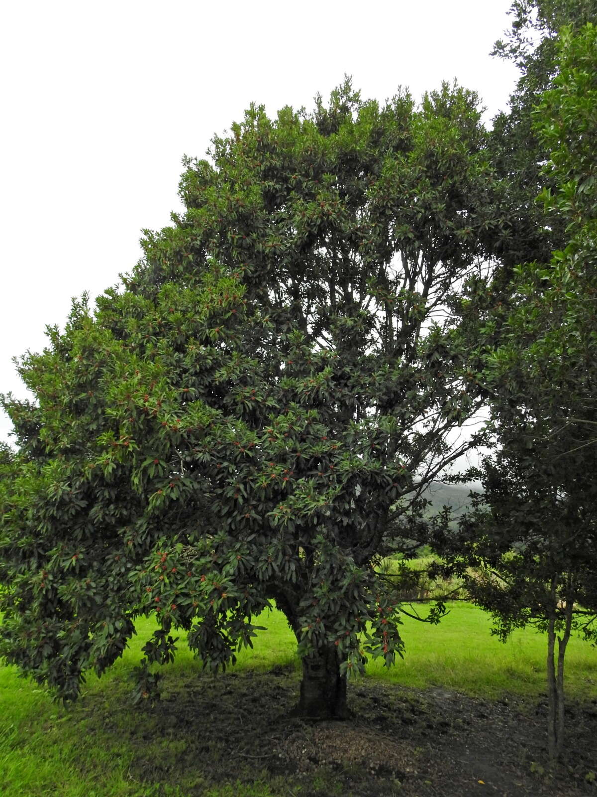 Image of Ilex mitis var. mitis