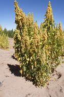 Image of quinoa