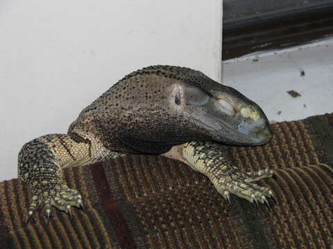 Image of White-throated monitor