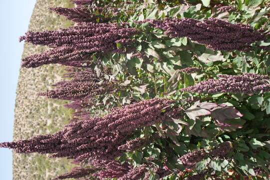 Image of quinoa