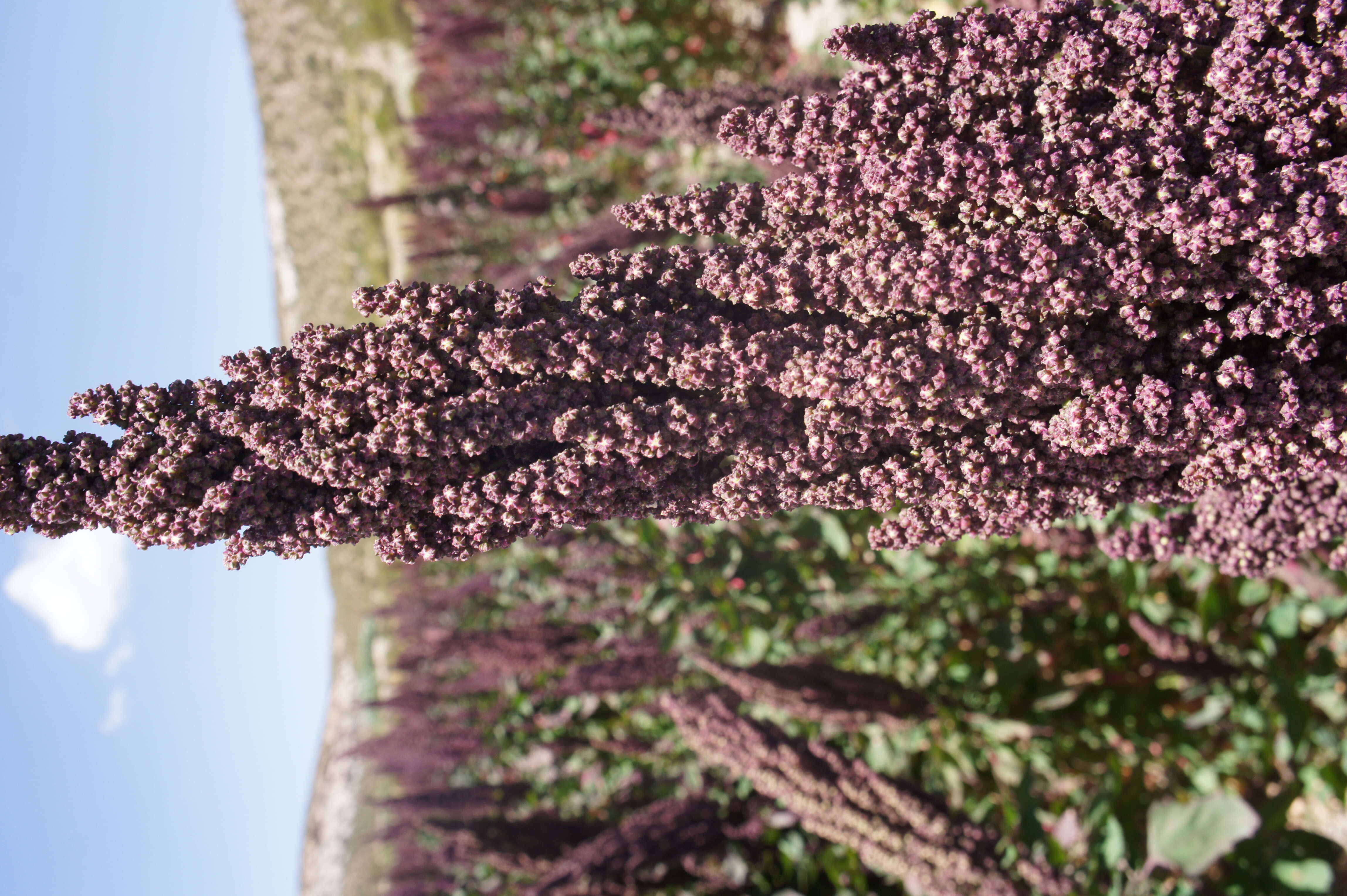 Image of quinoa