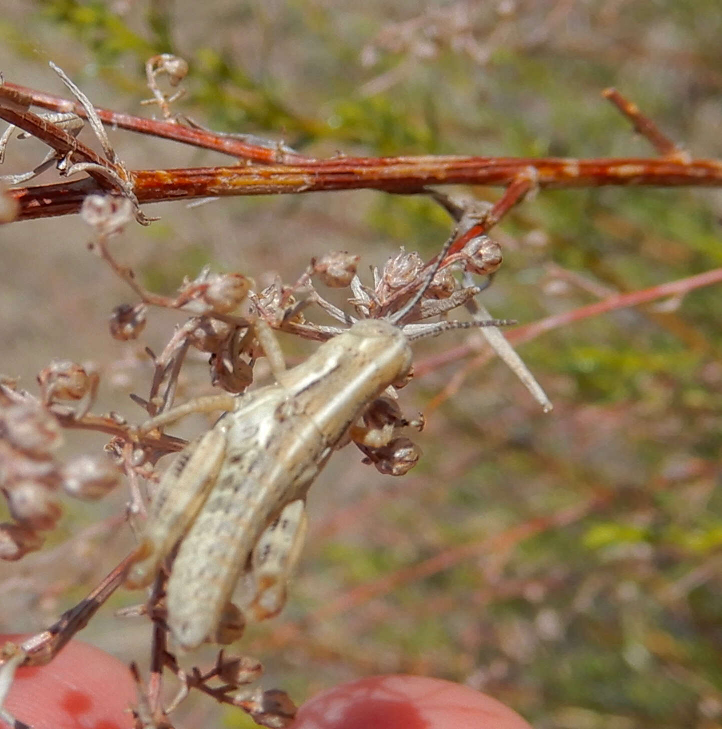 Melanoplus bowditchi Scudder & S. H. 1878的圖片