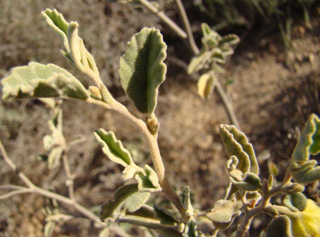 Слика од Hermannia althaeifolia L.