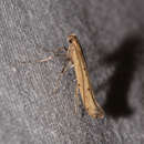 Image of Alder Leafminer