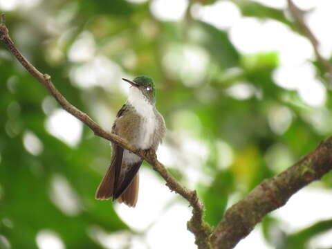 Image of Azure-crowned Hummingbird