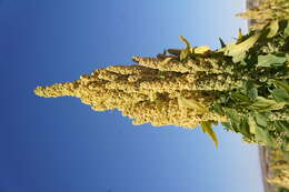 Image of quinoa