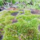 Image of orb dry rock moss