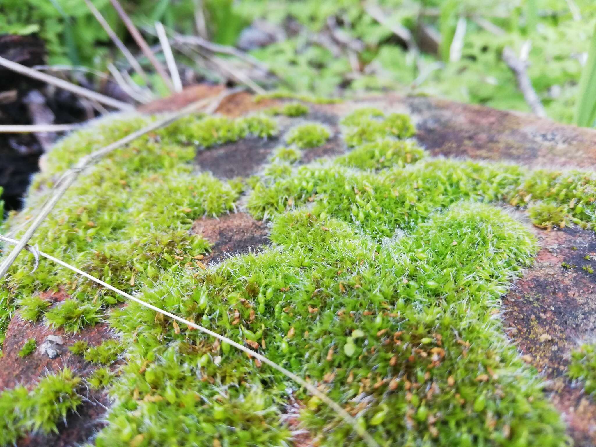 Image of orb dry rock moss