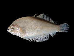 Image of Mediterranean Scaldfish