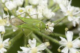 Image de Calocoris alpestris (Meyer-Dur 1843)