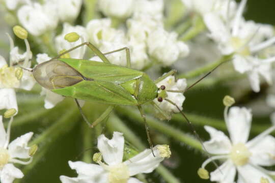 Image of Calocoris alpestris (Meyer-Dur 1843)