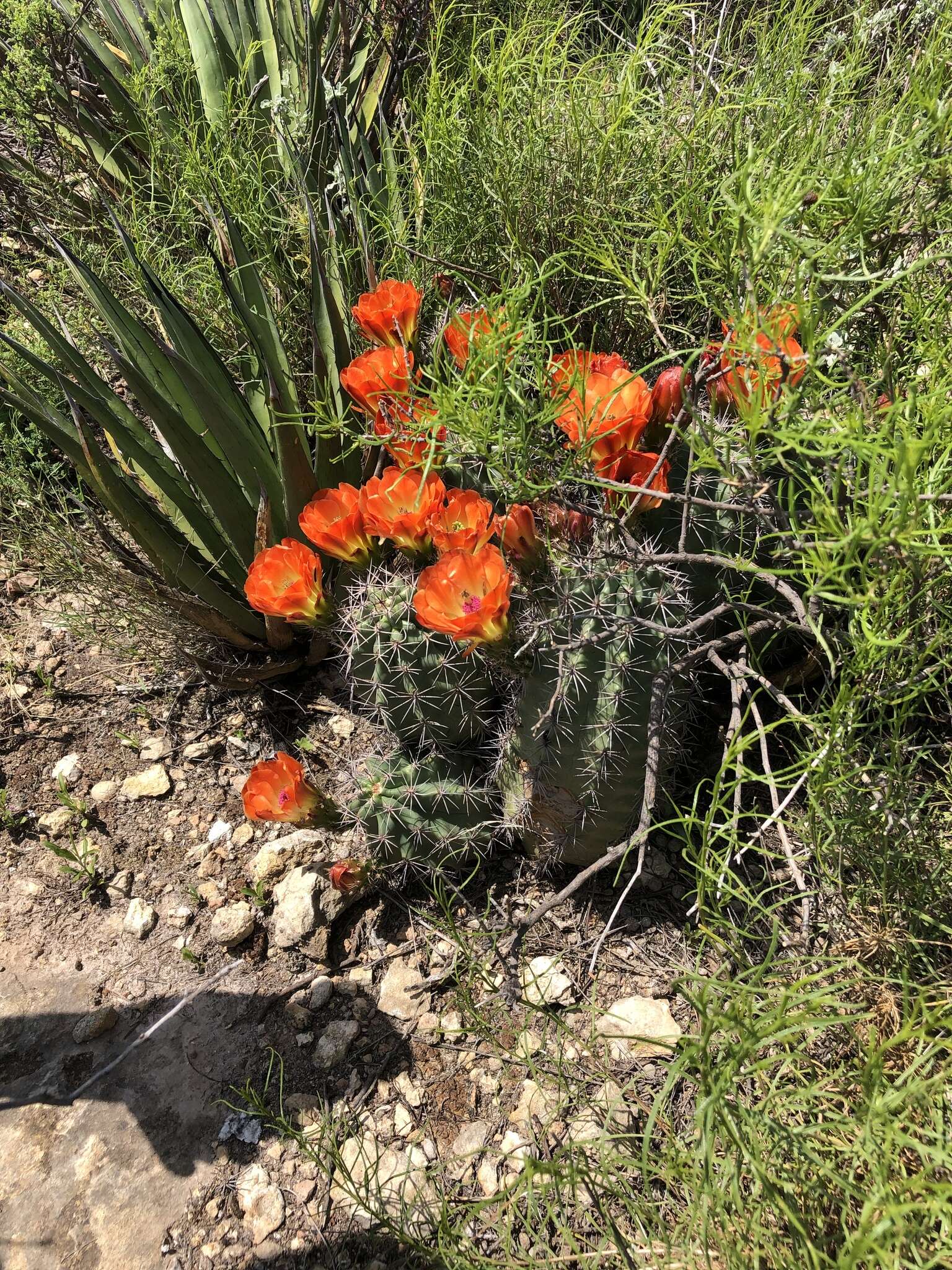 Image de Echinocereus roetteri (Engelm.) Rümpler