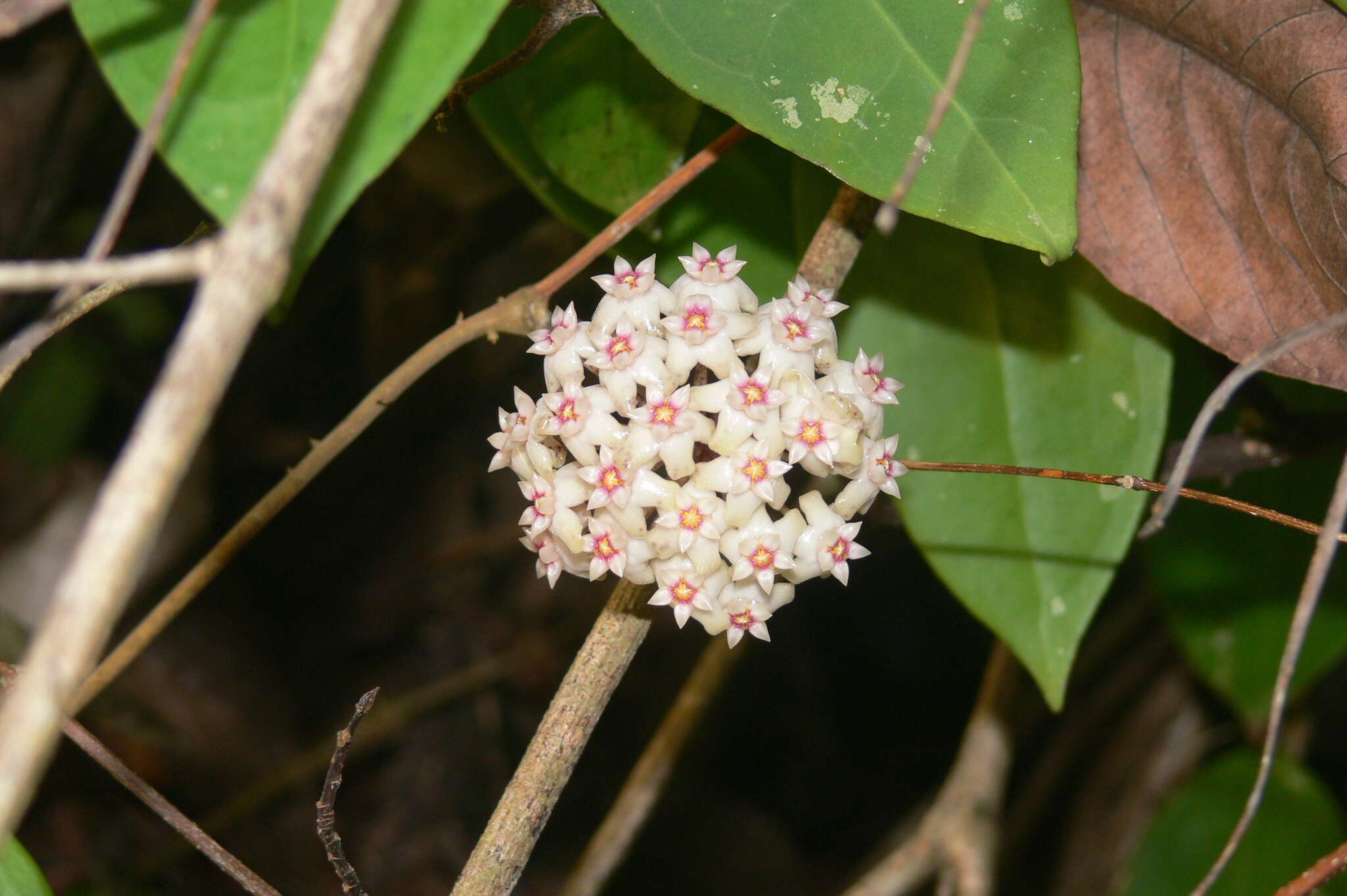 Image of <i>Hoya <i>verticillata</i></i> var. verticillata