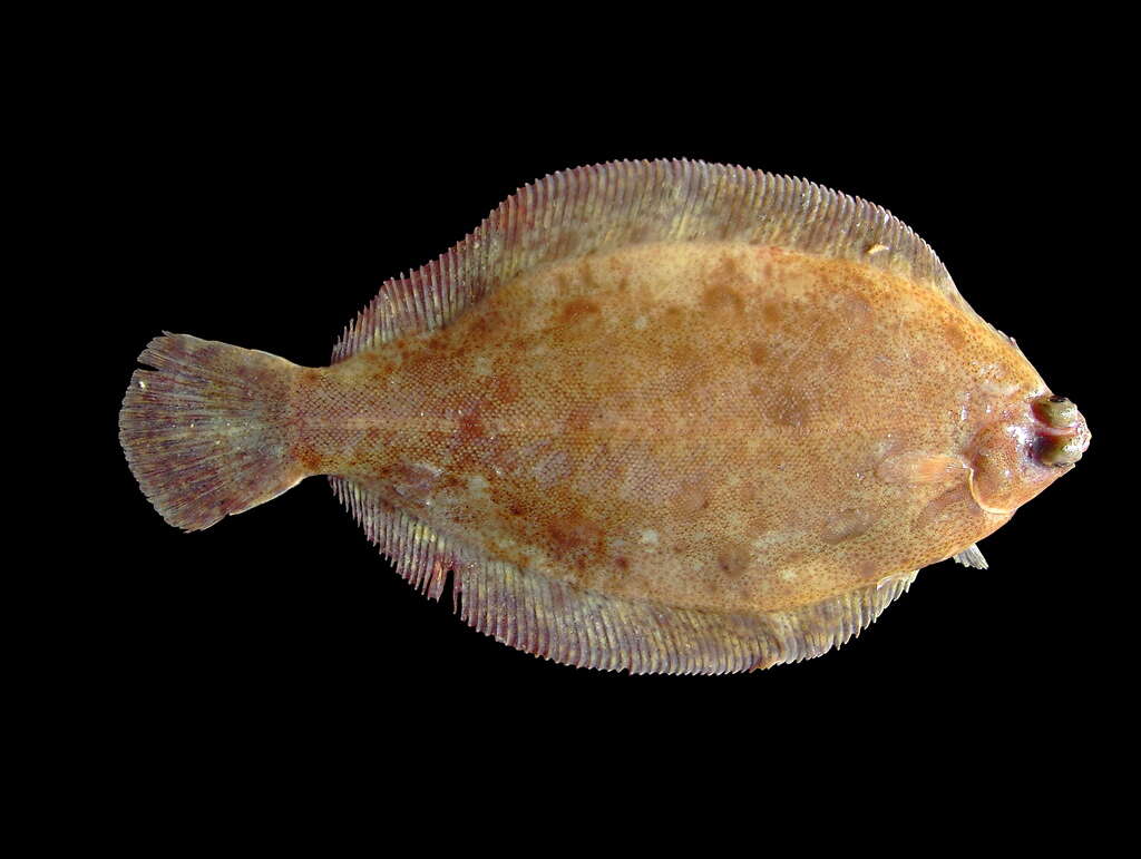 Image of Microstomus