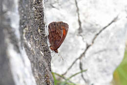 Image of Water Ringlet