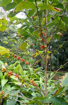 Image of Arabian coffee