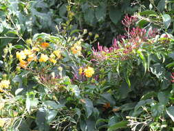 Image of pink jasmine