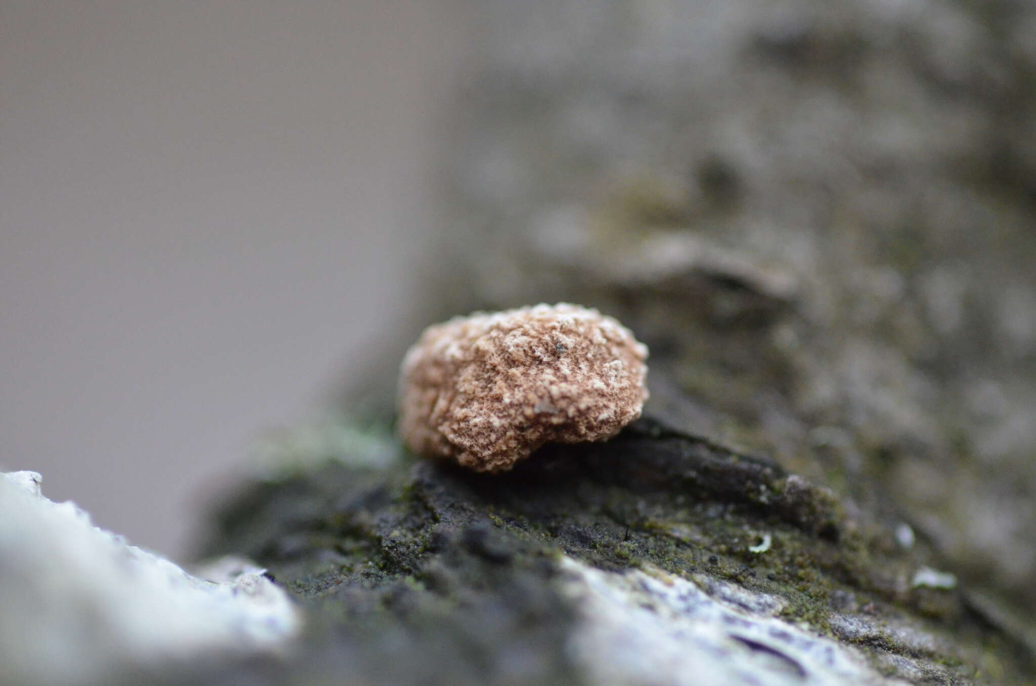 Plancia ëd Stenocybe pullatula (Ach.) Stein