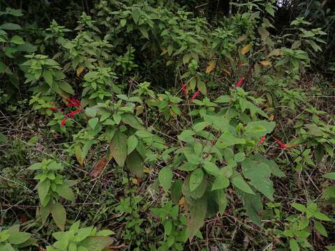 Imagem de Salvia cinnabarina M. Martens & Galeotti