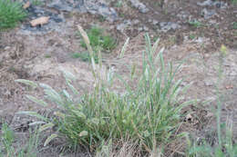 Image de Polypogon de Montpellier