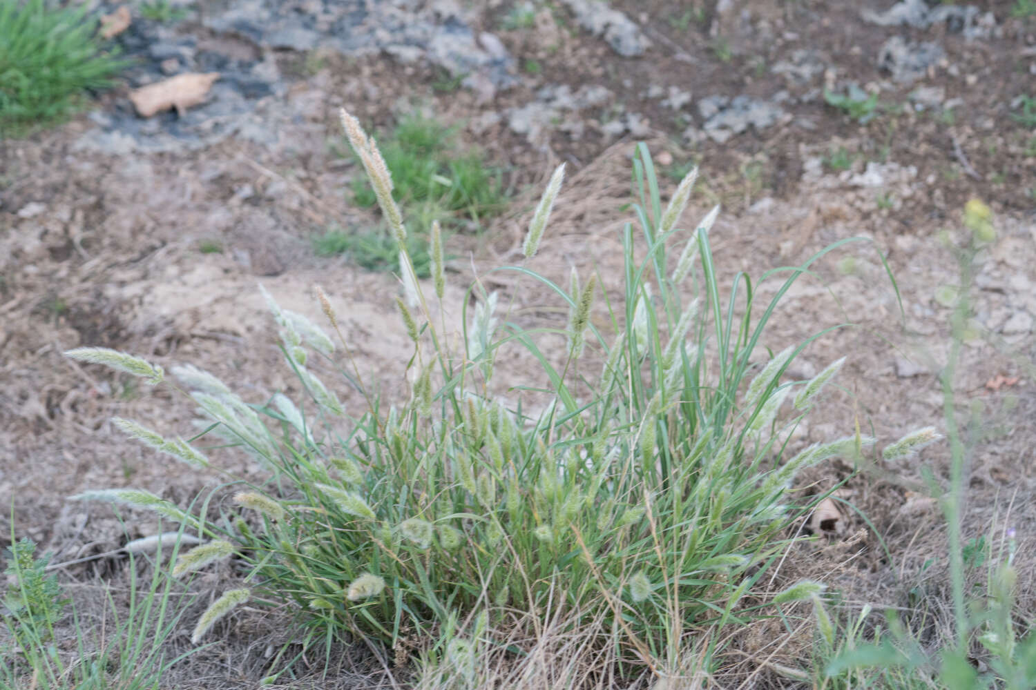 Слика од Polypogon monspeliensis (L.) Desf.