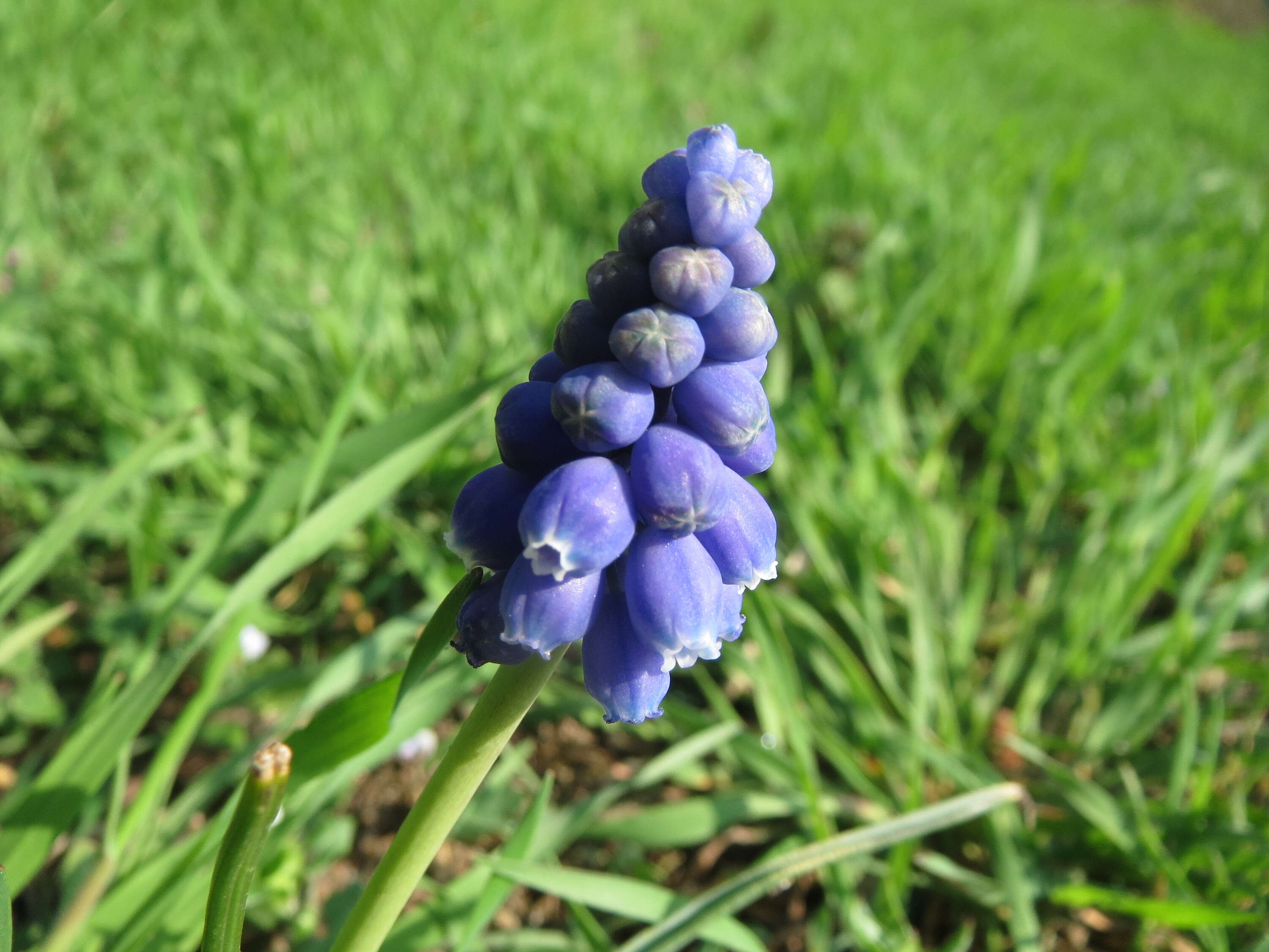 Imagem de Muscari armeniacum H. J. Veitch