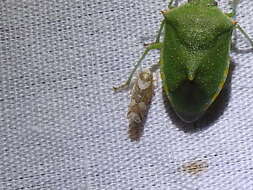 Image of Red-shouldered Stink Bug