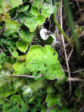 Image of chocolate chip lichen