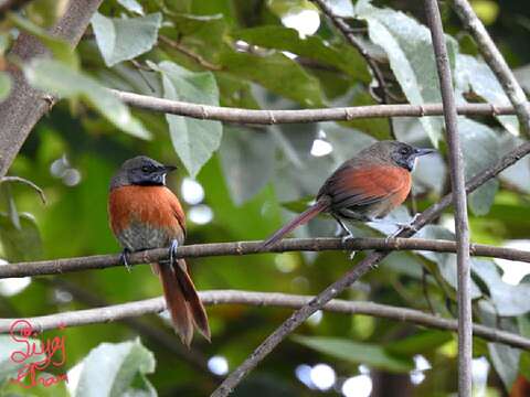 Image of Rufous-breasted Spinetail